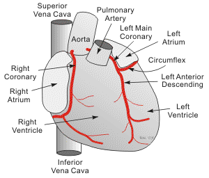 BF001 coronary anatomy|h1